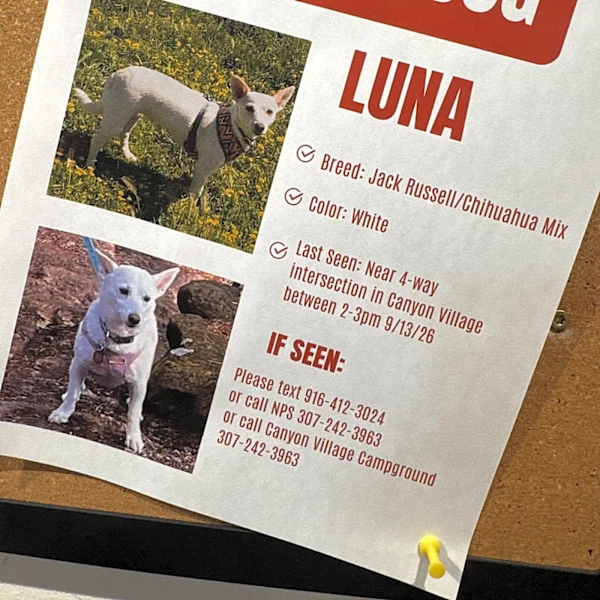 Search for missing pup in Yellowstone under pressure as winter nears