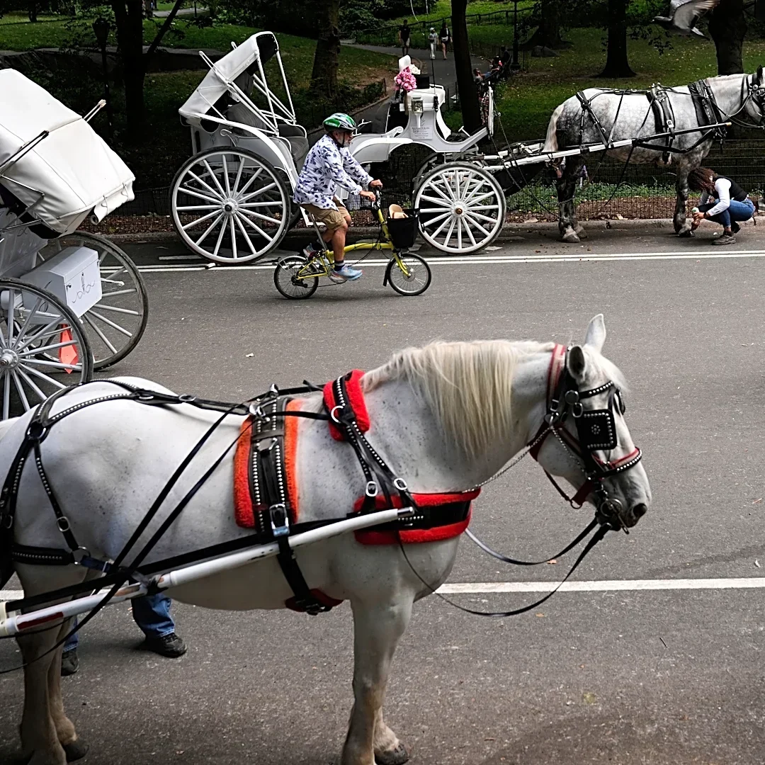 New York to ban Central Park's horse-drawn carriages after teen's death