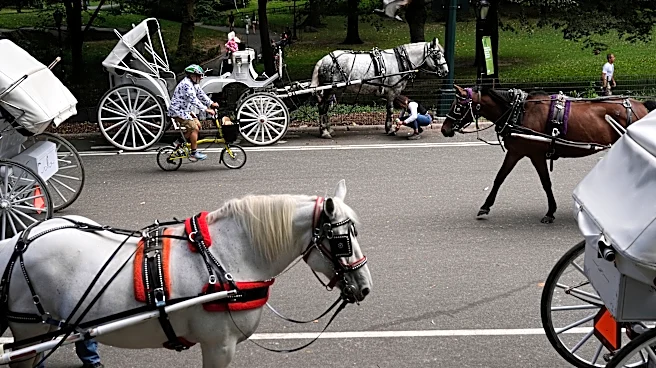 New York to ban Central Park's horse-drawn carriages after teen's death