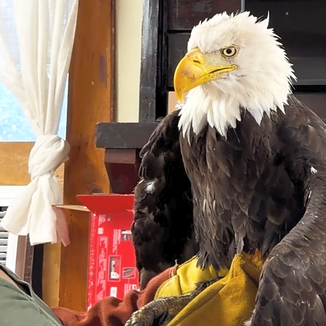 Bird flu caused the death of Jackie, a California bald eagle who captured hearts