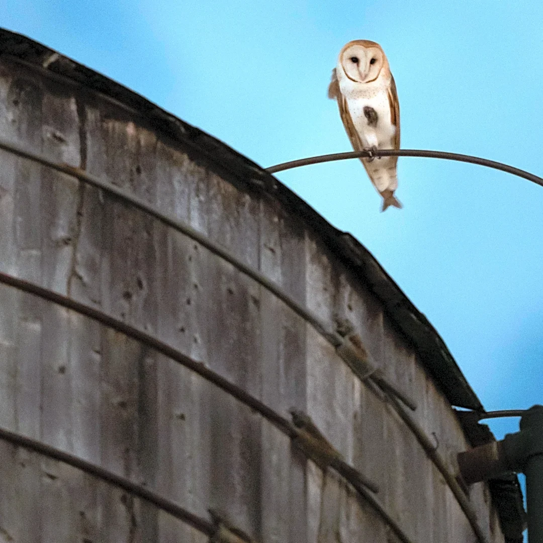 A rare family of barn owls moved into Manhattan's Upper West Side. New Yorkers are captivated