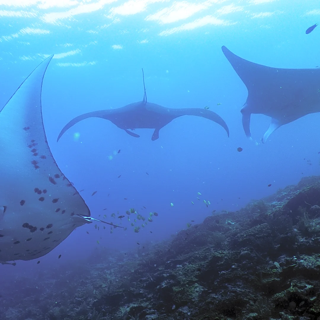 Fundraising to protect oceans, forests and other key nature sites falling short ahead of UN summit