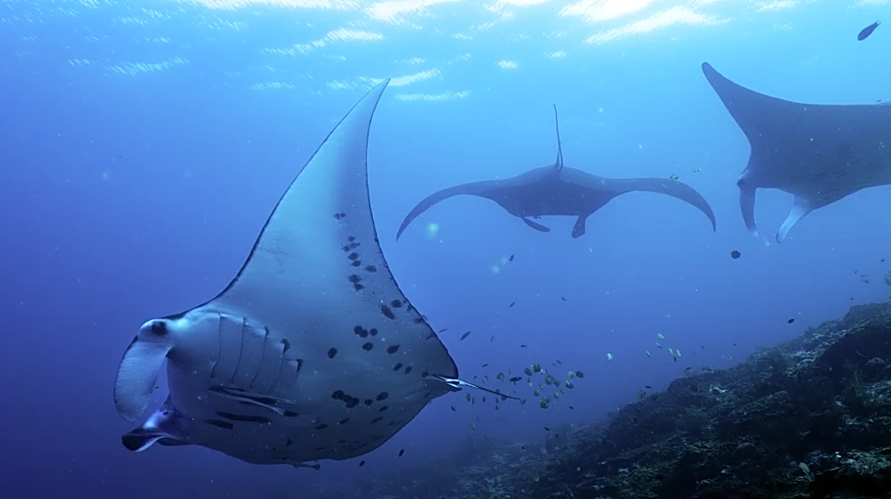 Fundraising to protect oceans, forests and other key nature sites falling short ahead of UN summit