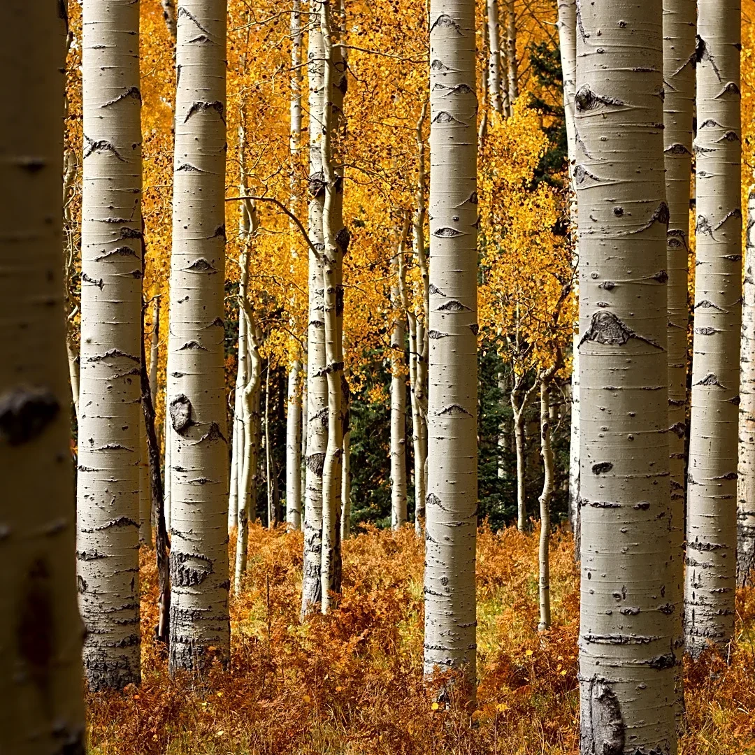 WATCH LIVE: New England's having an 'elite' year, but there's fall foliage elsewhere, too