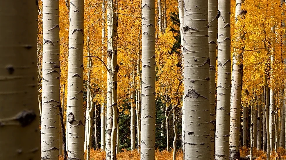 WATCH LIVE: New England's having an 'elite' year, but there's fall foliage elsewhere, too