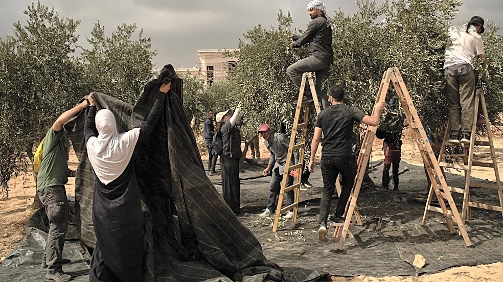 Israeli settlers torch cars and trees in West Bank villages, disrupting Palestinians' olive harvest