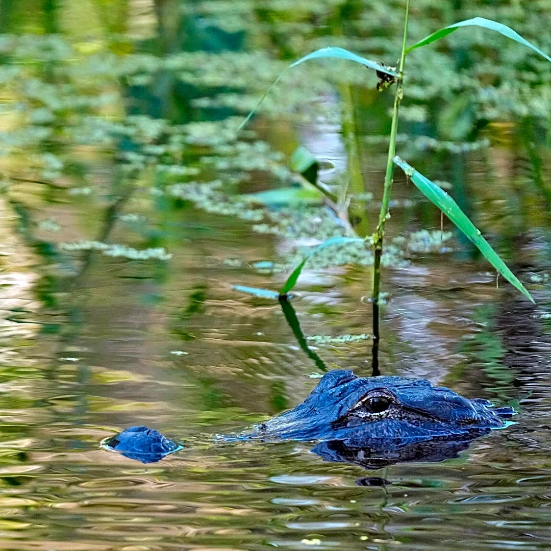 Fisherman, 71, killed by 12-foot alligator alongside Florida lake