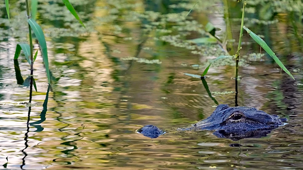 Fisherman, 71, killed by 12-foot alligator alongside Florida lake