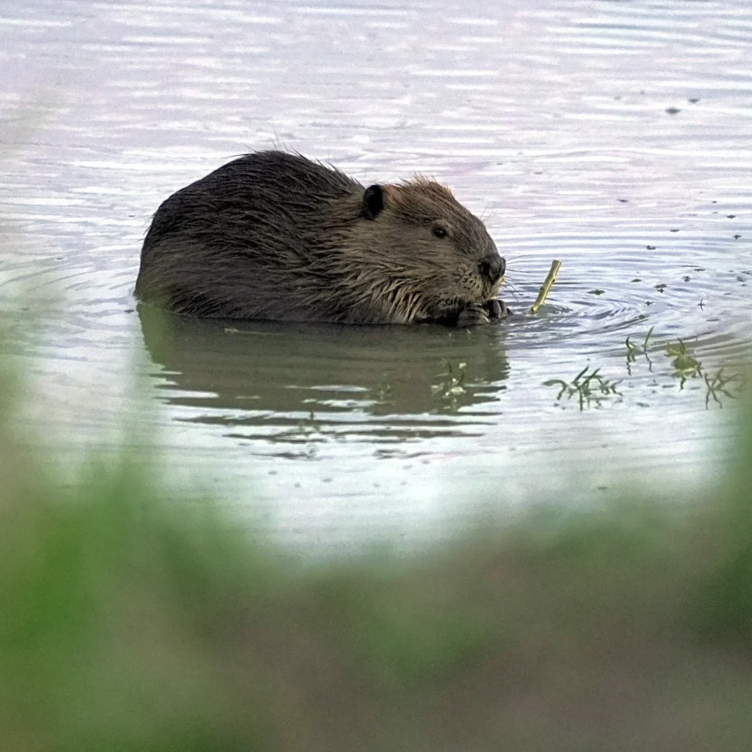 Bringing more beavers to watersheds is a powerful drought-fighting tool, experts say