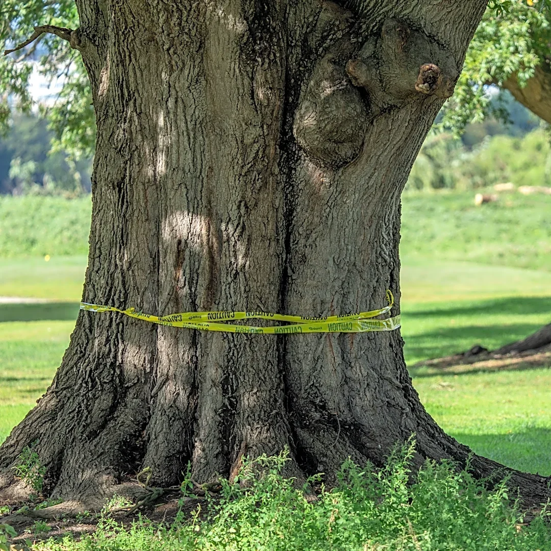 Judge hears testimony in legal fight over Trump's golf course renovation plans at East Potomac Park