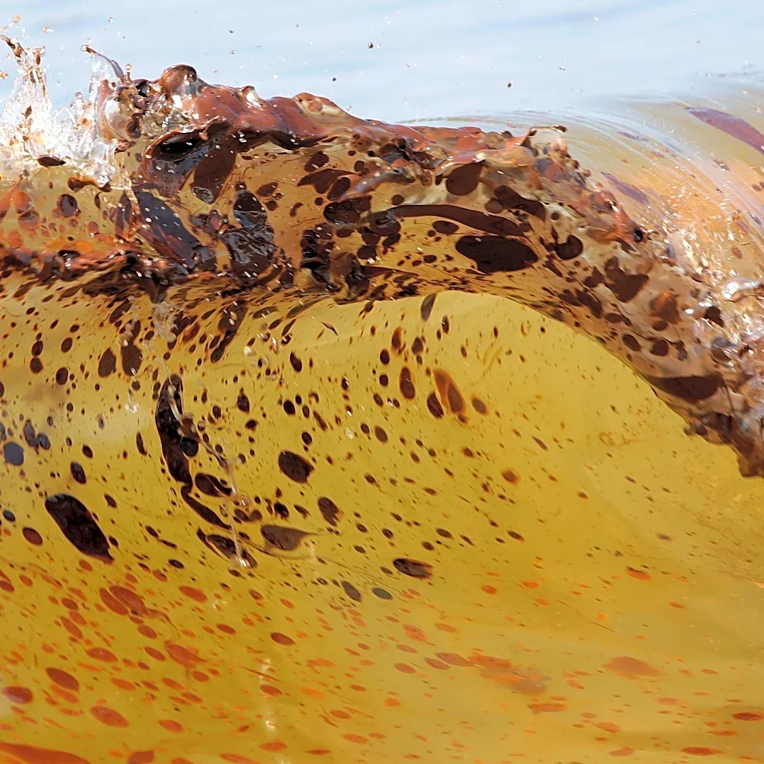 Marine life dramatically declined in Gulf of Mexico in years after BP oil spill, study finds