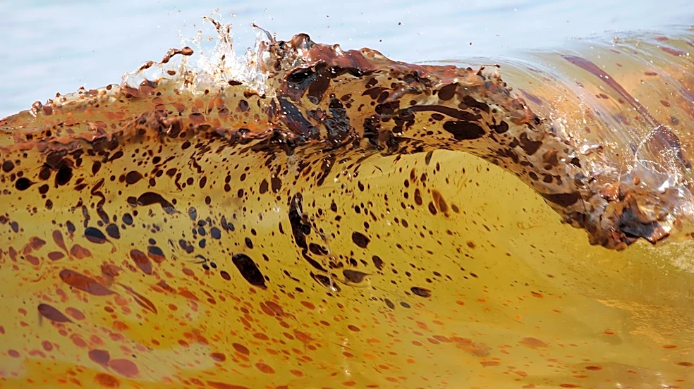 Marine life dramatically declined in Gulf of Mexico in years after BP oil spill, study finds