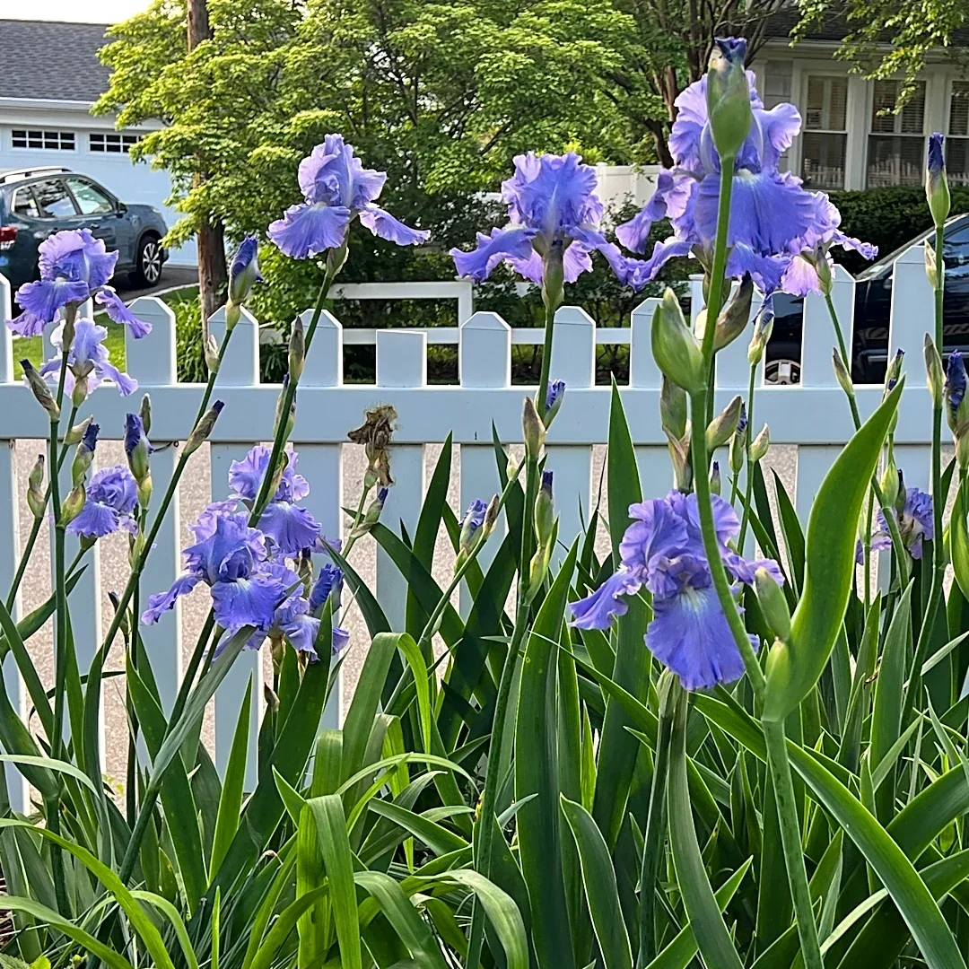 A fall planting guide for long-lived perennials like peonies, iris and false indigo