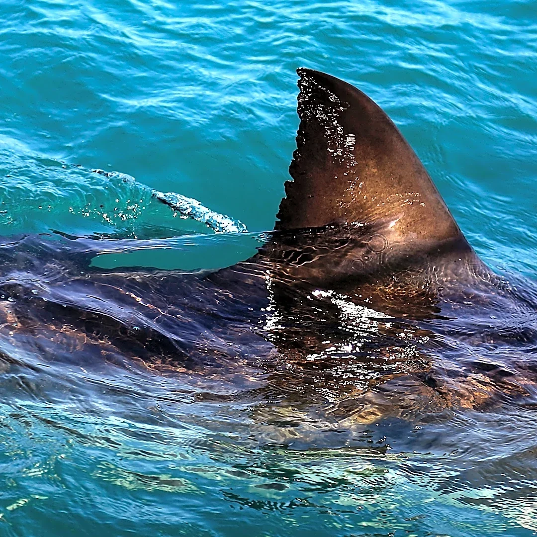 Shark kills woman swimming off South Africa's Eastern Cape, beaches closed