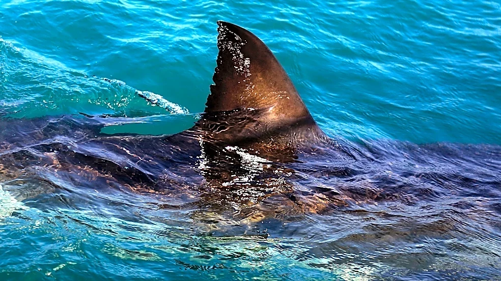 Shark kills woman swimming off South Africa's Eastern Cape, beaches closed