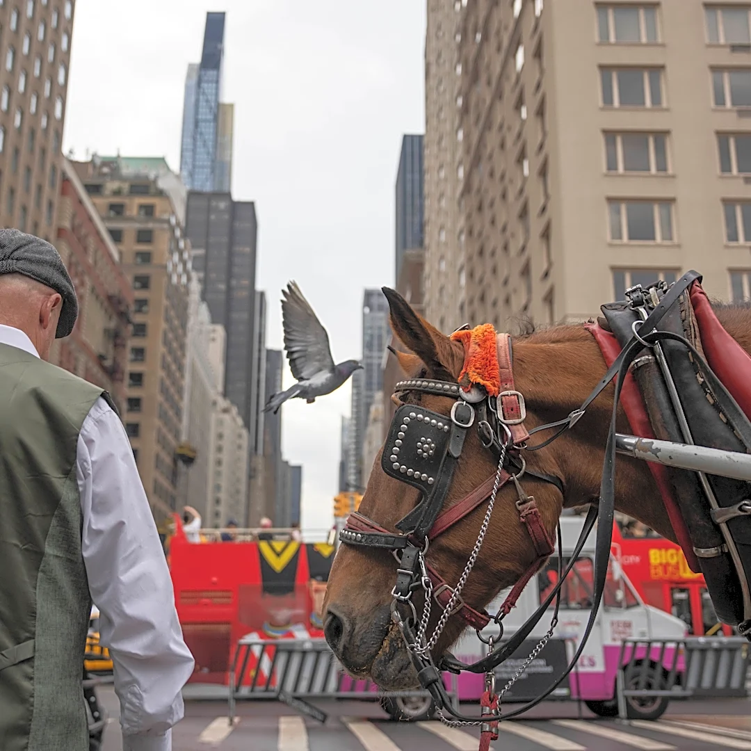 Facing a ban on horse-drawn carriages, Central Park's drivers fear for their livelihoods