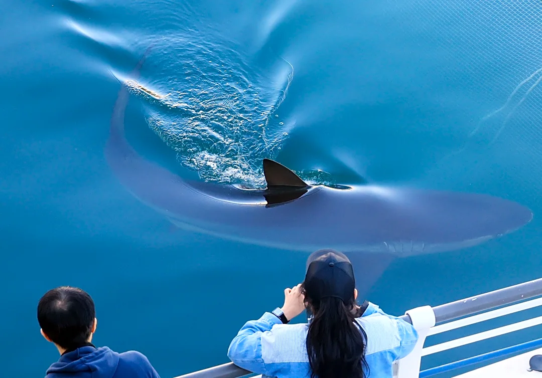 A city in South Korea seeks new ways to free a huge gray shark after it slips back into canal