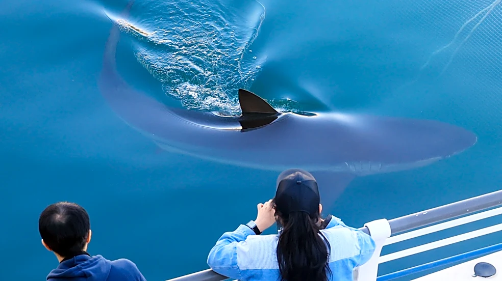 A city in South Korea seeks new ways to free a huge gray shark after it slips back into canal