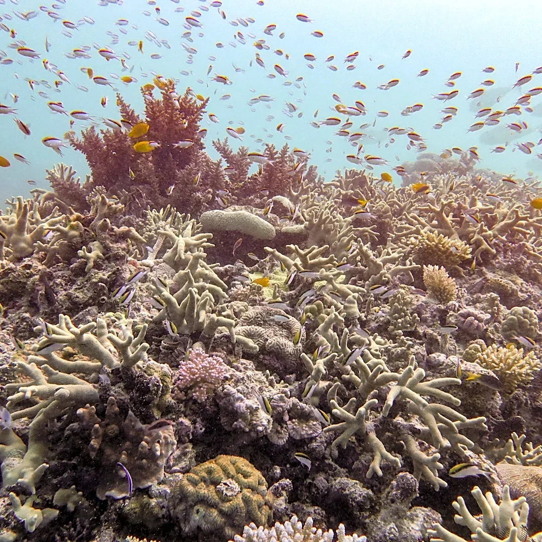 Almost all coral reef ecosystems face risk of collapse in 50 years, study warns