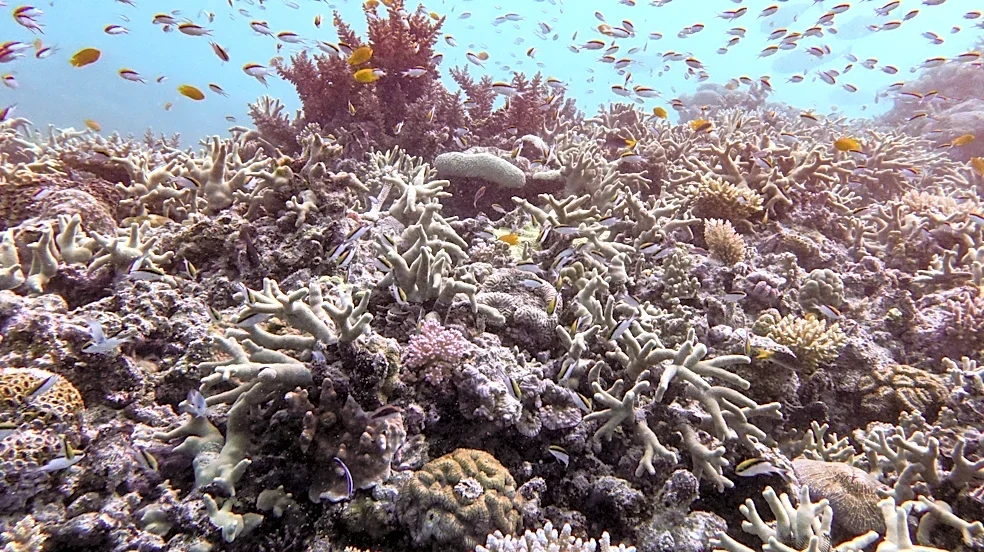 Almost all coral reef ecosystems face risk of collapse in 50 years, study warns