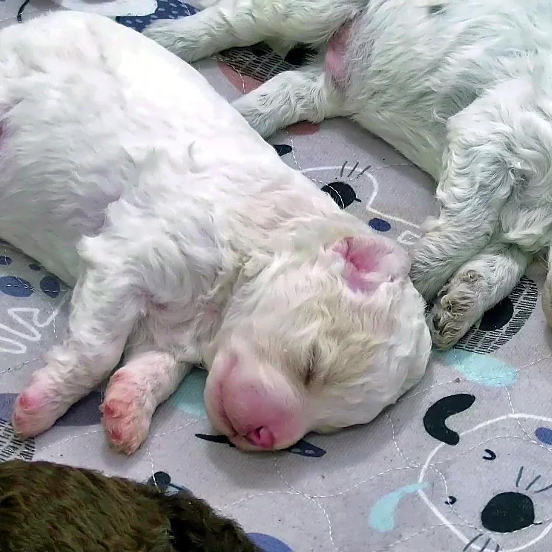 Need a smile? This livestream features 6 puppies all day long