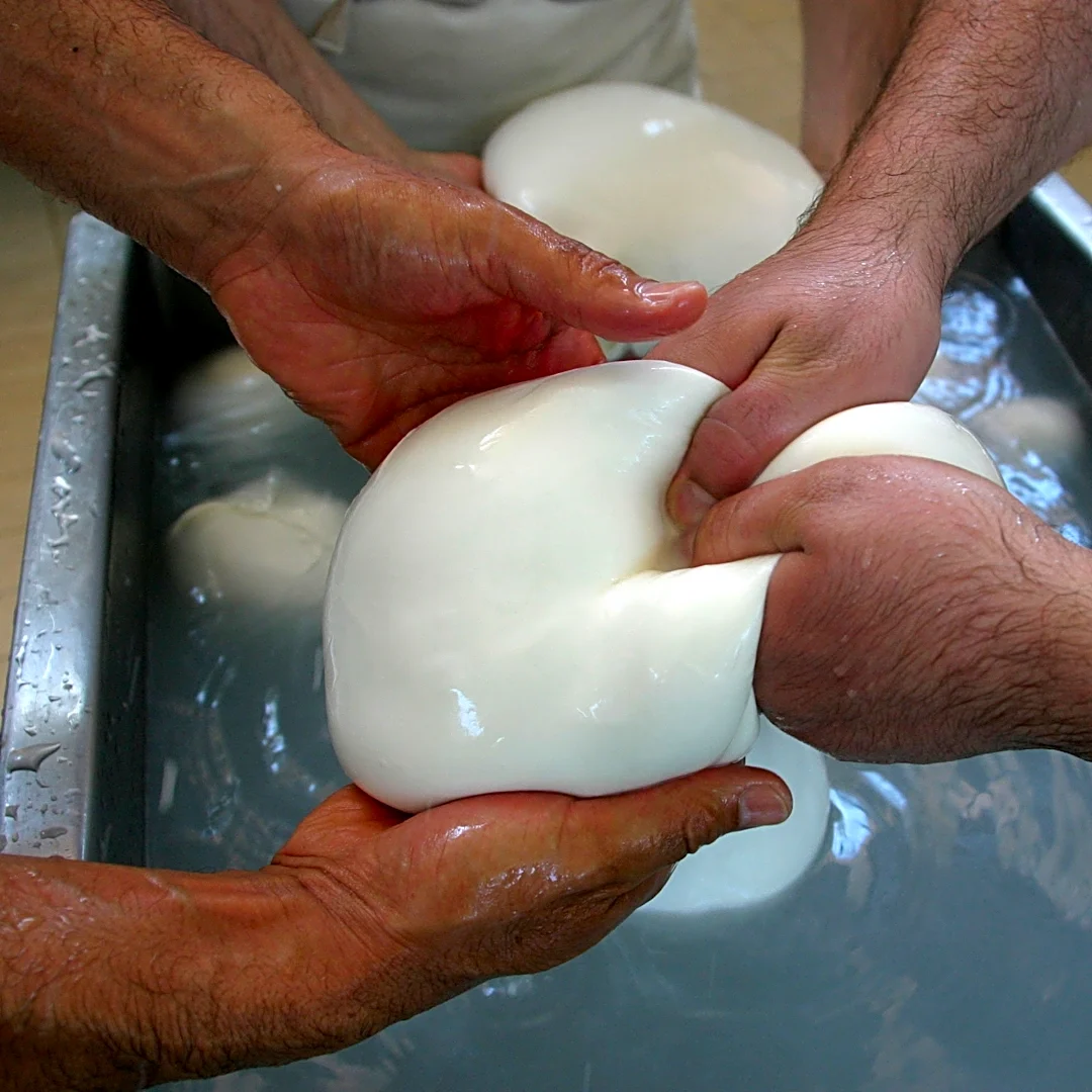 Millions in cheese revenue lost as protest torpedoes Italy's buffalo mozzarella output