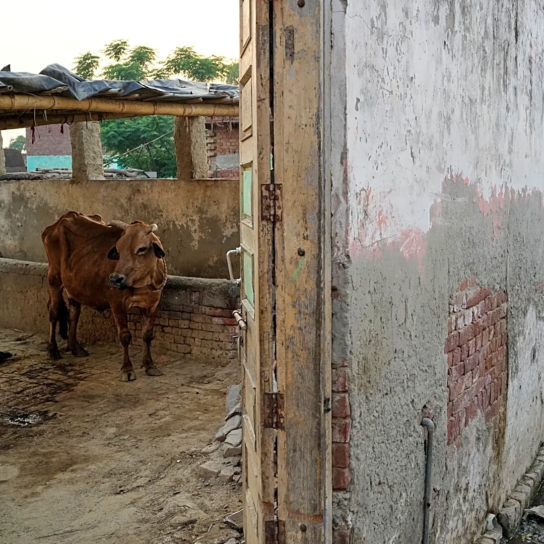 In India, police shootings of alleged cow smugglers raise alarm about impunity and bias