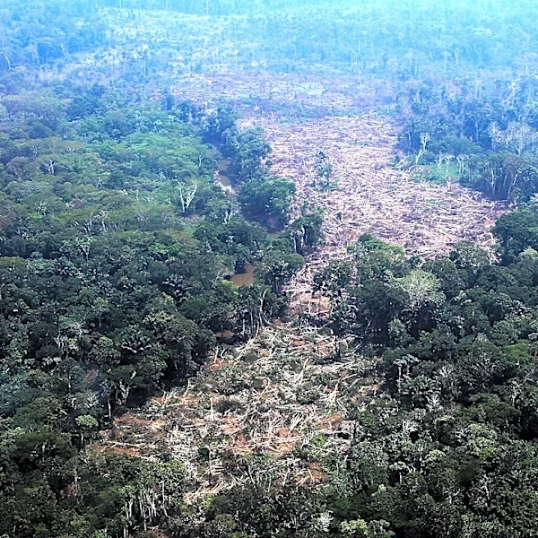 How close is the Amazon to a 'tipping point?' Brazil’s election could help shape its future