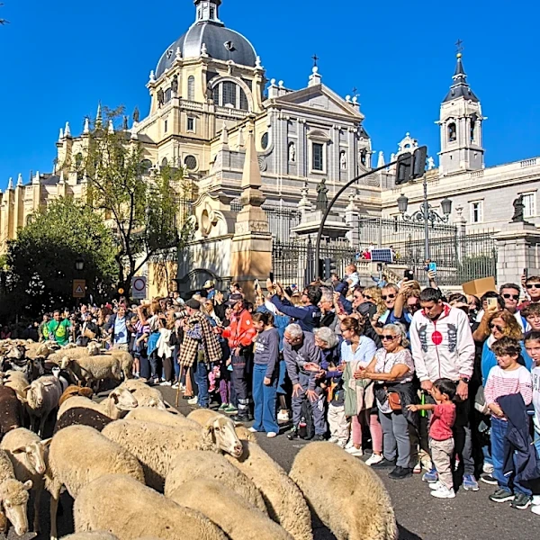 Madrid festival reroutes thousands of sheep to avoid housing protest camp