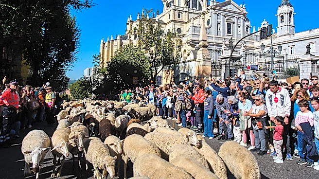 Madrid festival reroutes thousands of sheep to avoid housing protest camp