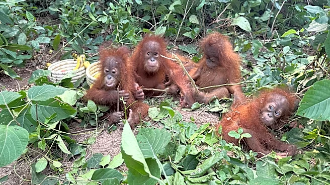 Baby orangutans in India expose illegal wildlife trade as experts question a billionaire’s zoo