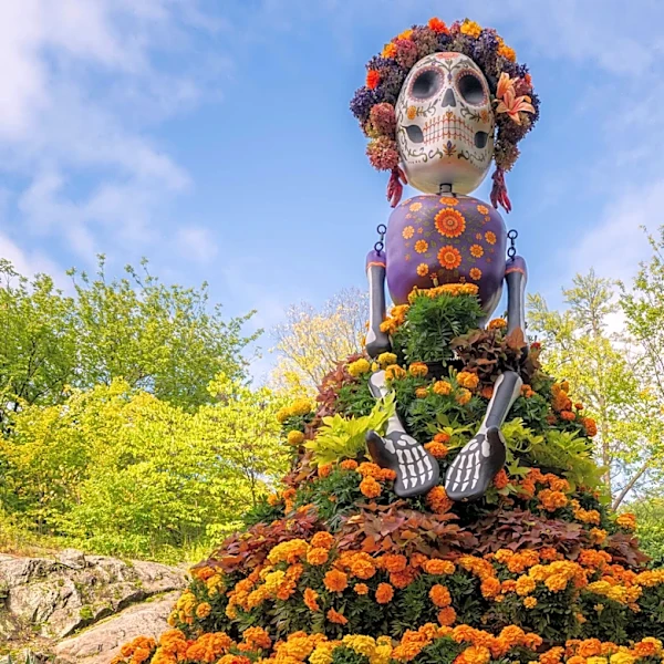 Marigolds anchor Día de los Muertos altars, believed to guide spirits home