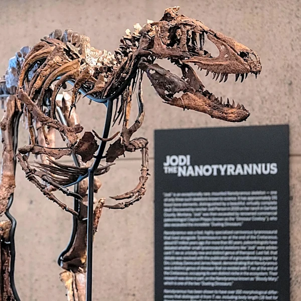 A dinosaur fossil that looks like a mini T. rex just sold for a giant $47 million