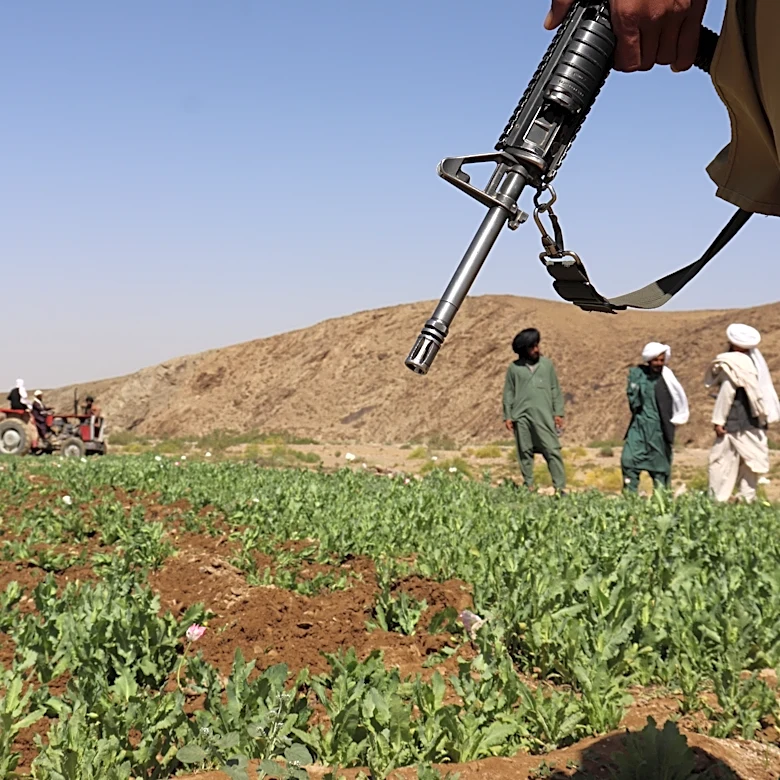 UN reports a sharp rise in Afghanistan poppy cultivation despite a Taliban ban