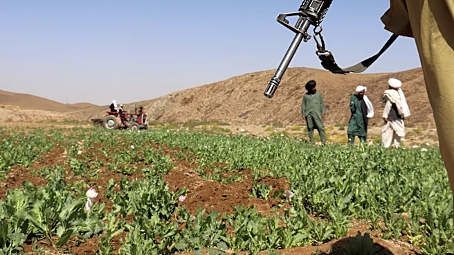 UN reports a sharp rise in Afghanistan poppy cultivation despite a Taliban ban