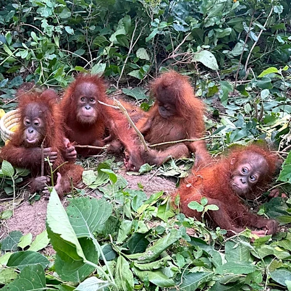 Baby orangutans in India expose illegal wildlife trade burgeoning in the country