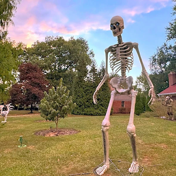 Make no bones about it, the giant skeleton has become an American Halloween fixture