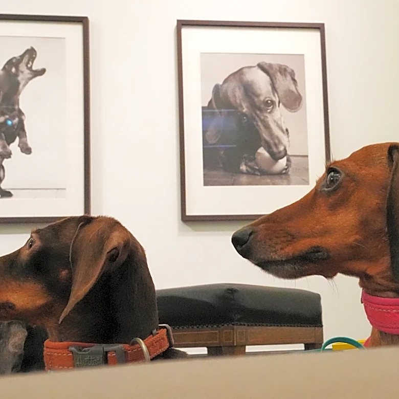 The dachshund is the muse in an exhibition showcasing the sausage dog's history in art