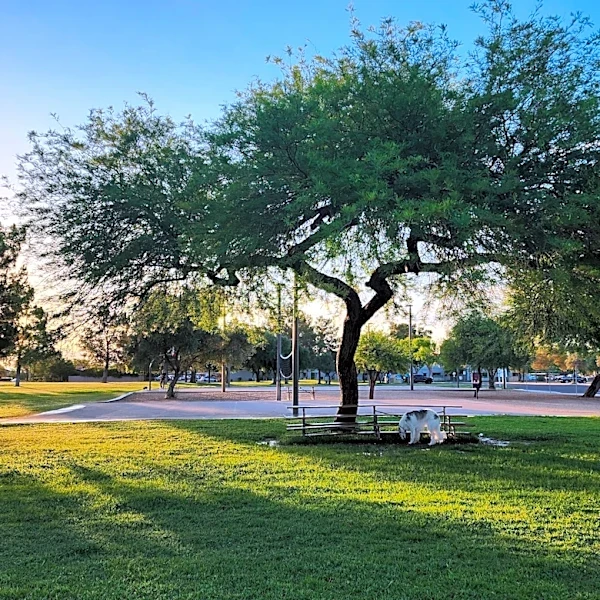 Behind chain-link fence, a Phoenix neighborhood found itself | Opinion