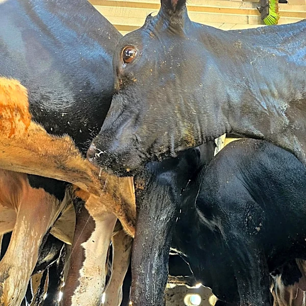 Cows get spa day after truck breaks down in 115-degree Arizona heat