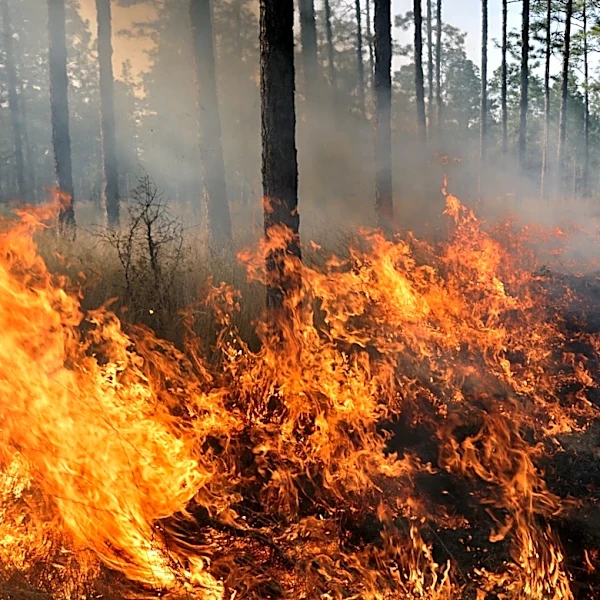 Island Fire collapses a bridge, burns through Cibola wildlife refuge
