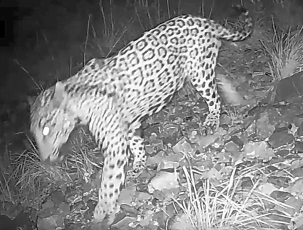 Cinco the jaguar roams Arizona border near Trump wall. See the video