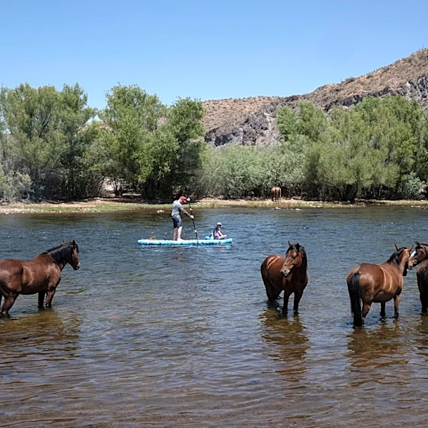 Arizona's wild horses deserve science, not assumptions | Opinion