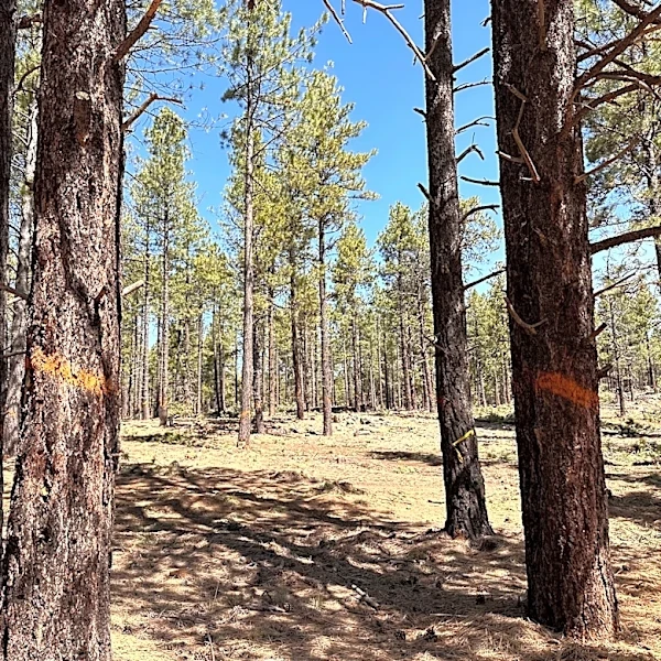 What Trump's plan to kill roadless rule means for Arizona's forests
