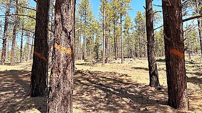 What Trump's plan to kill roadless rule means for Arizona's forests