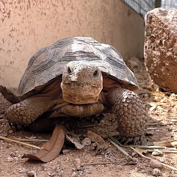 Looking for a pet that can live to 100? Tortoises are up for adoption
