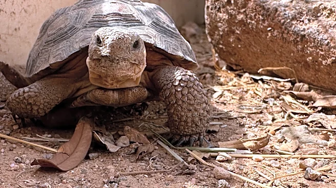 Looking for a pet that can live to 100? Tortoises are up for adoption