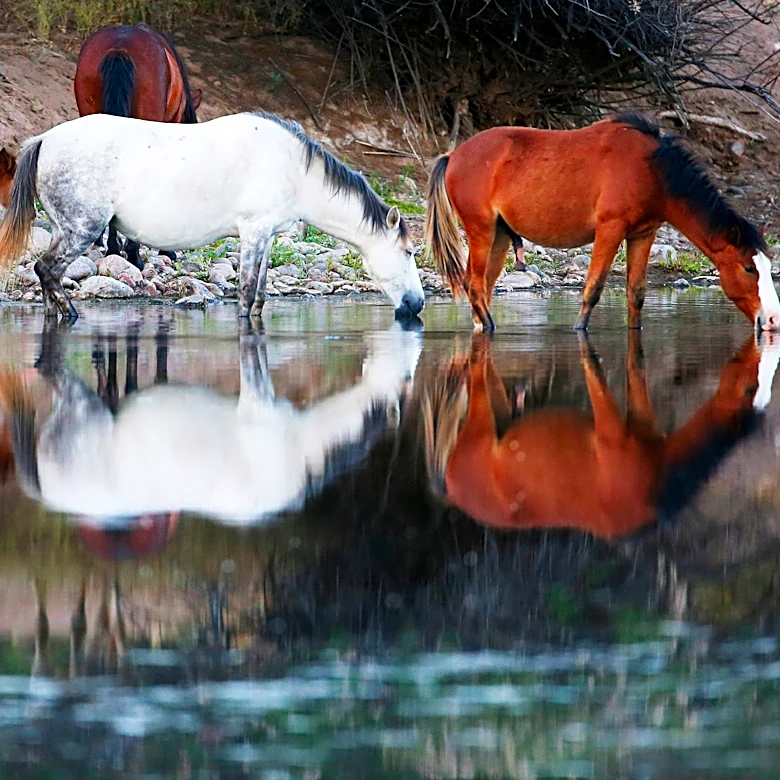 The science is clear: Salt River horse numbers must drop | Opinion