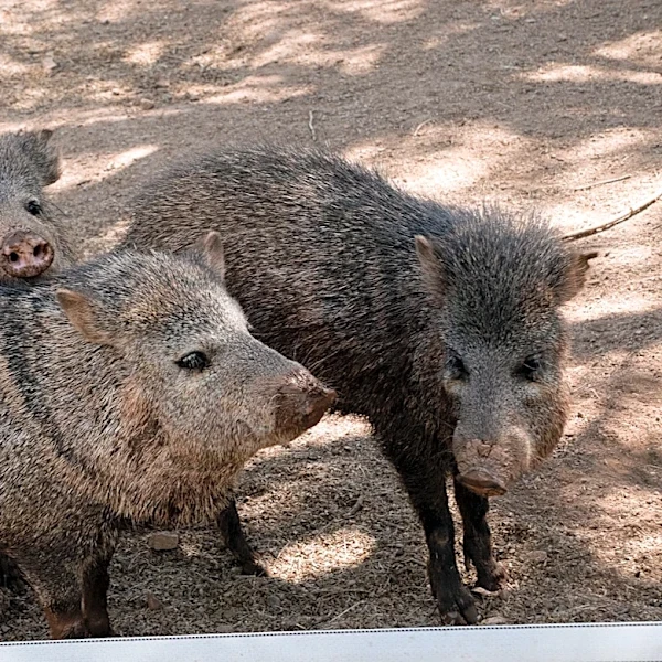 Is the javelina Arizona's wild pig? Nope. Here's why