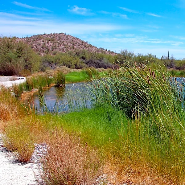 O'odham leaders visit springs, cultural sites at risk from border wall